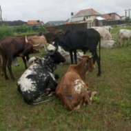 JJ farm