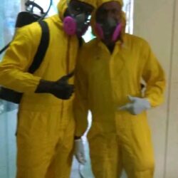 Vigor Pest