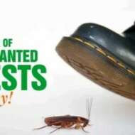 Janice Cleaning & Fumigation Services