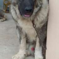 Samtos Paws