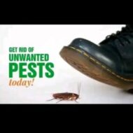 5star Professional fumigation & cleaning services