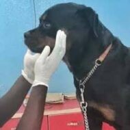Doctor VetTreat Animal Pet Clinic Abuja